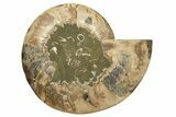 Cut & Polished, Agatized Ammonite Fossil - Madagascar #317506-3